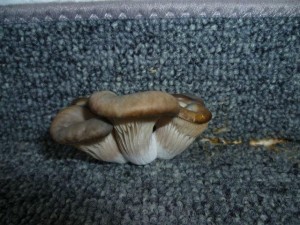 Pilz auf Teppich